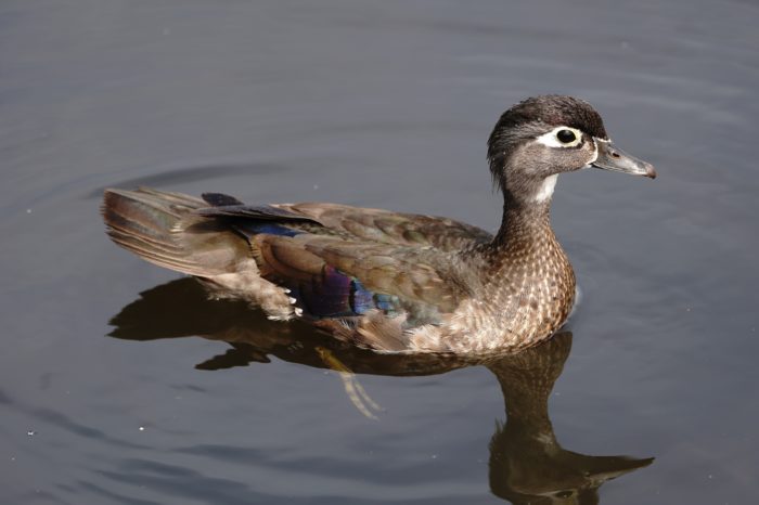 Female Wood Duck