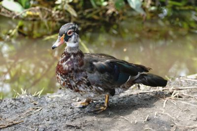 Wood Duck male, eclipse