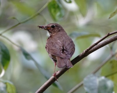 Swainson's Thrush