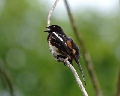 Spotted Towhee