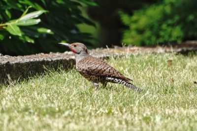 Northern Flicker