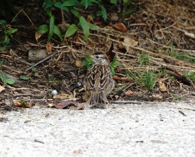 Immature White-Crowned Sparrow