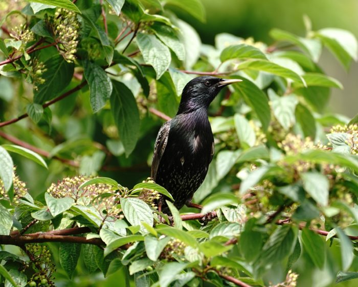 European Starling