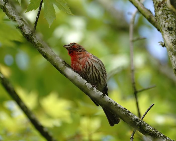 House Finch