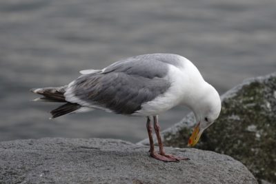 Seagull