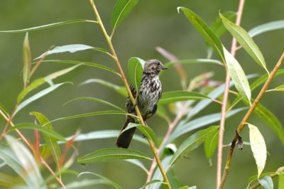 Song Sparrow