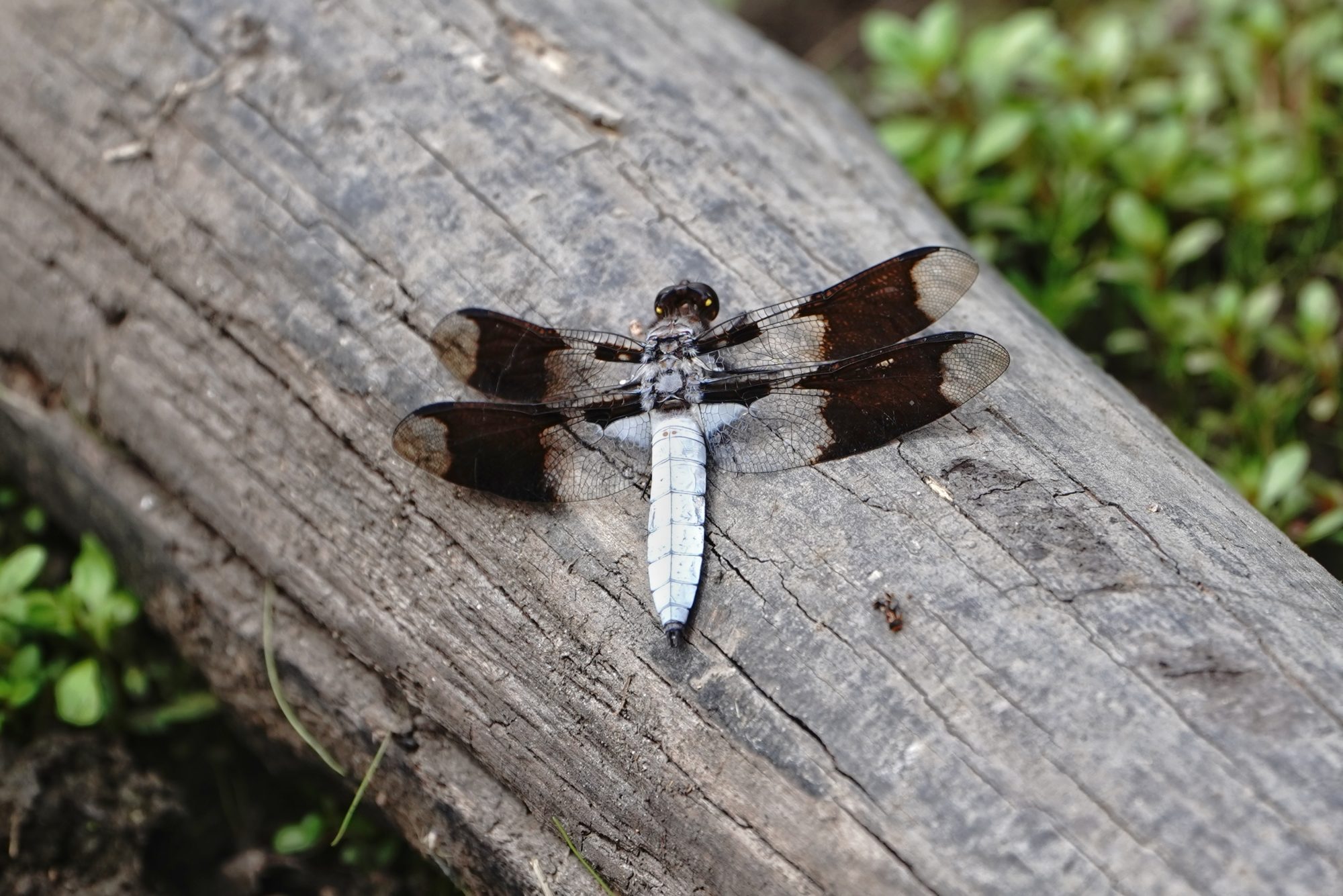 Common Whitetail dragonfly