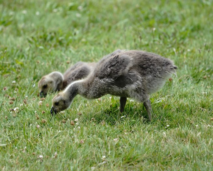 Canada Goslings