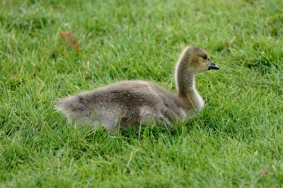 Canada gosling