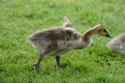 Canada gosling