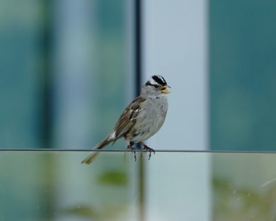 White-crowned Sparrow