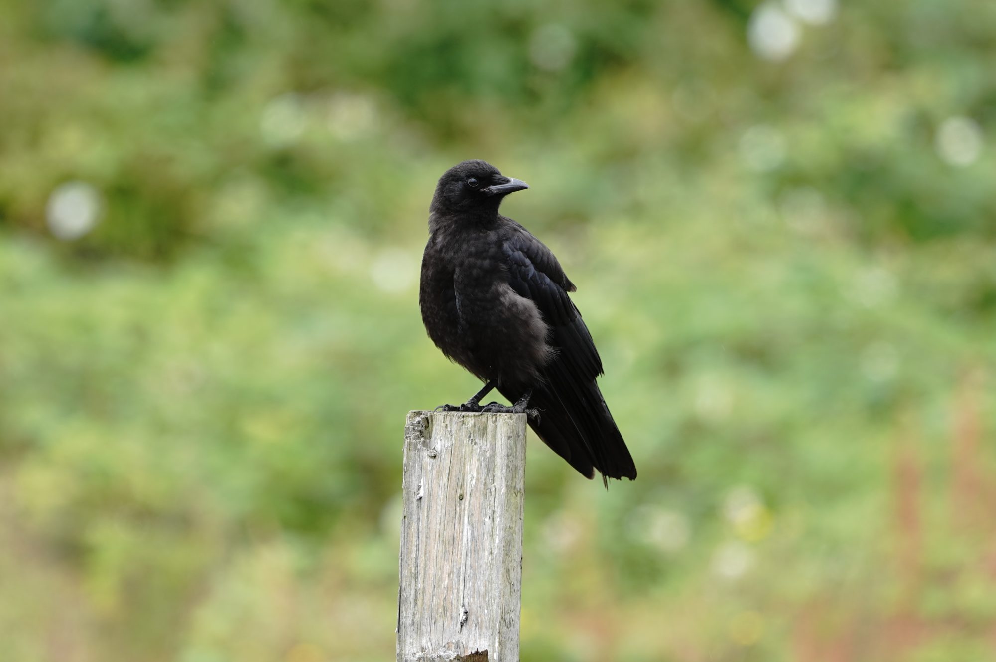 Crow on fencepost