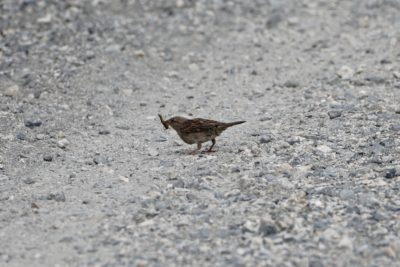 House Sparrow with caterpillar