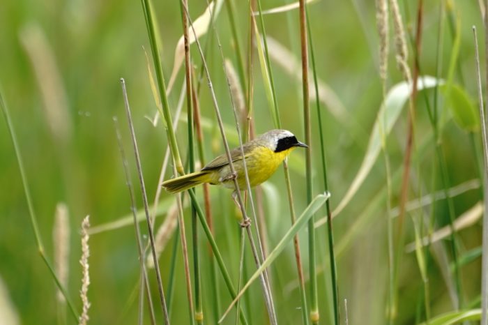 Common Yellowthroat