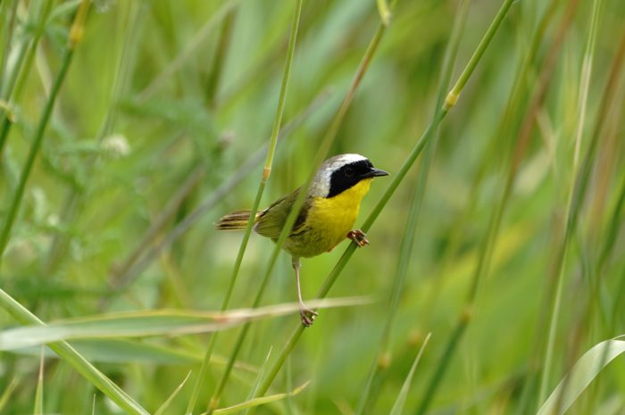 Common Yellowthroat