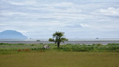 A lone tree