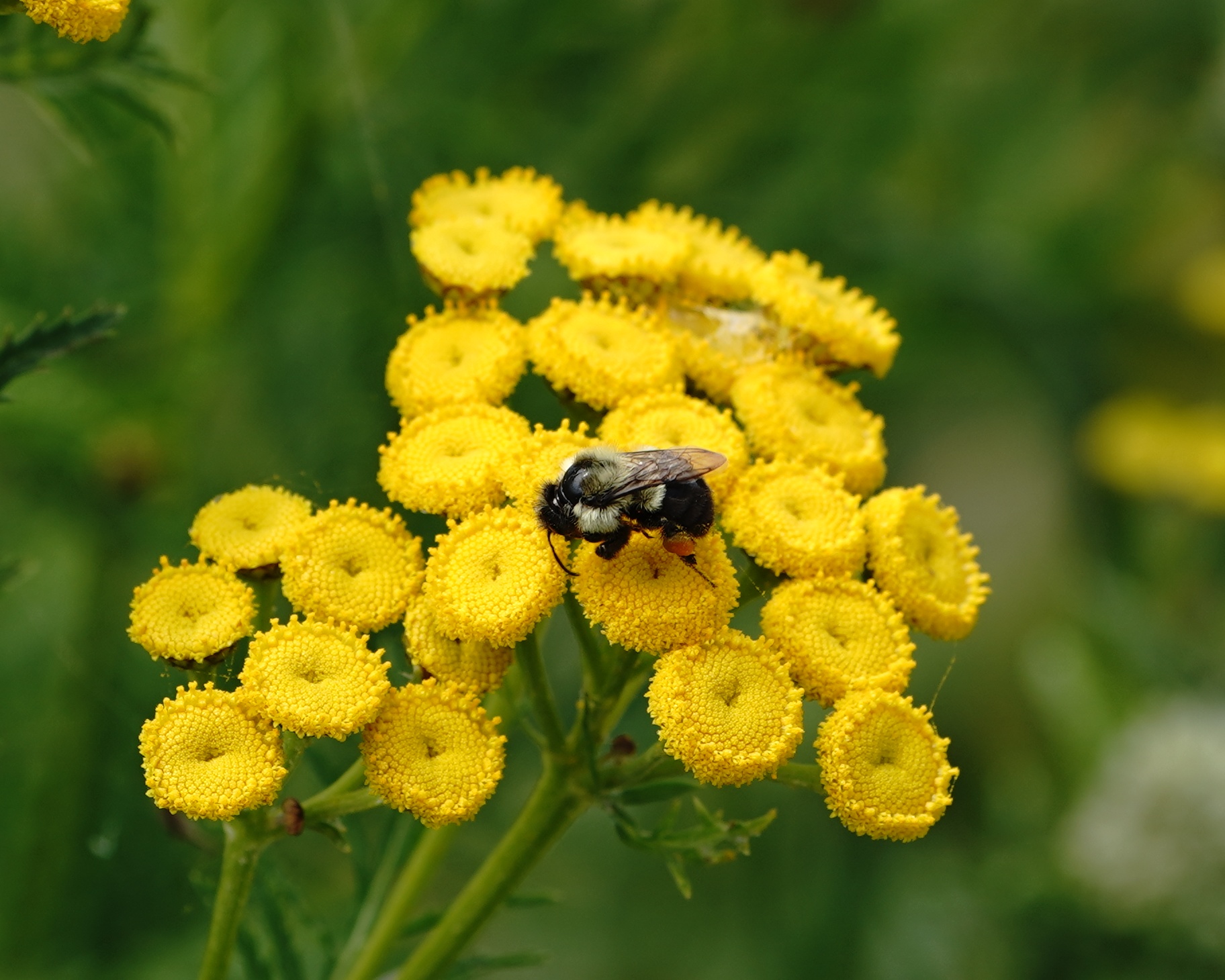 Bumblebee on tansies
