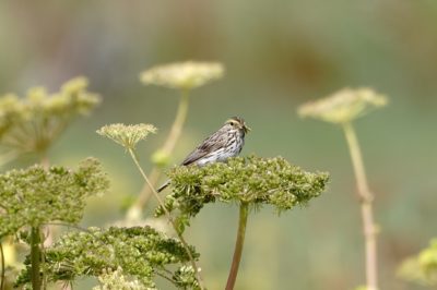 Savannah Sparrow with snack