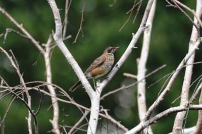 Immature Robin