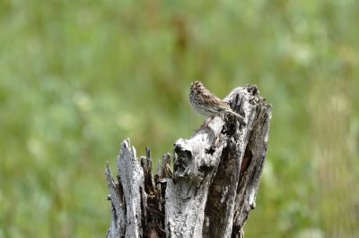 Savannah Sparrow