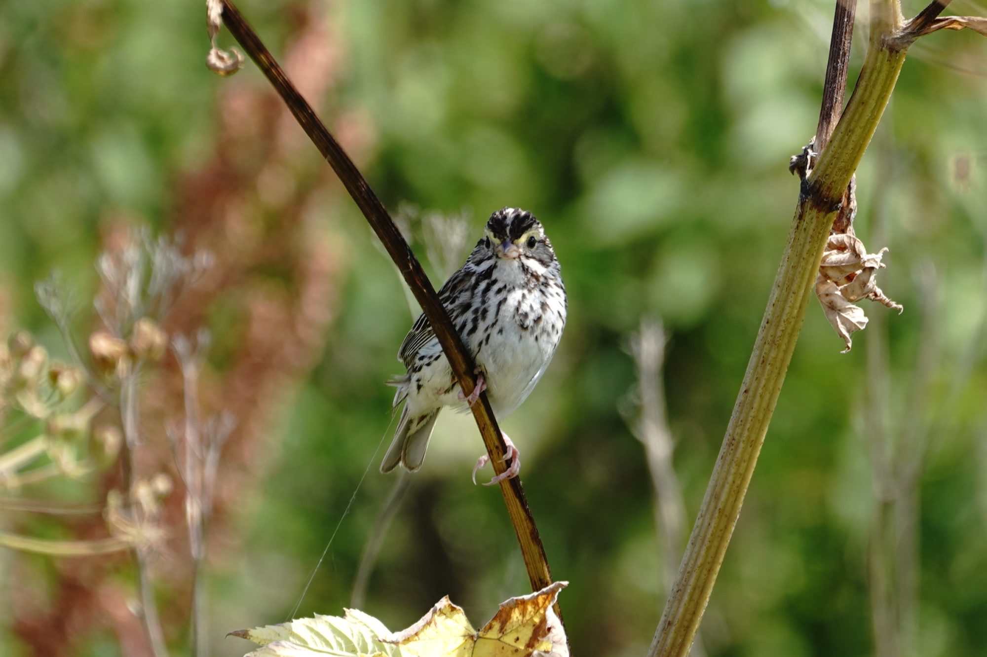 Savannah Sparrow