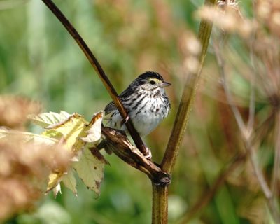 Savannah Sparrow