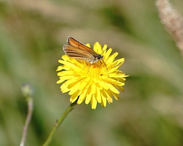 Woodland Skipper moth