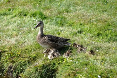 Mallard mom and ducklings