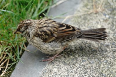 Immature White-crowned Sparrow