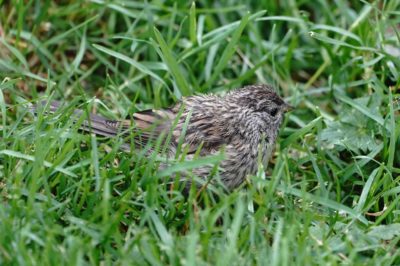 Immature White-crowned Sparrow