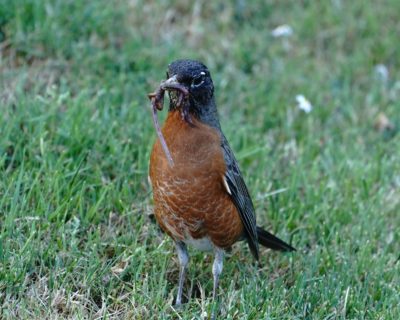 Robin with worms