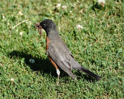 Robin with worms