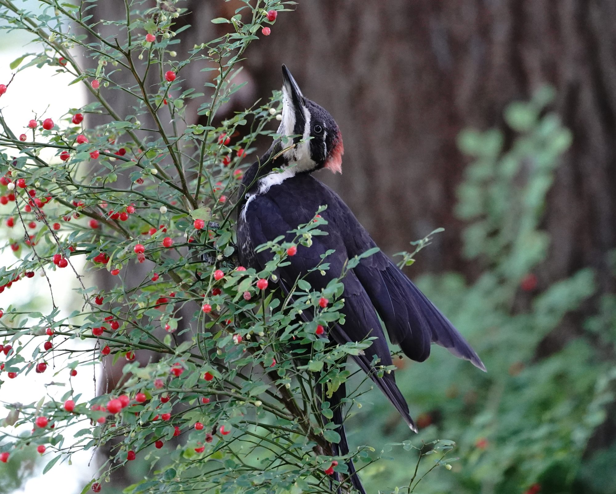 Pileated Woodpecker