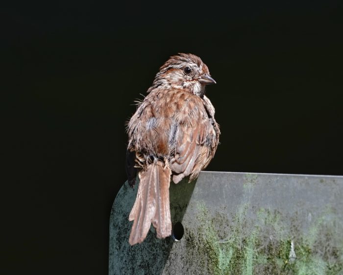 Song Sparrow