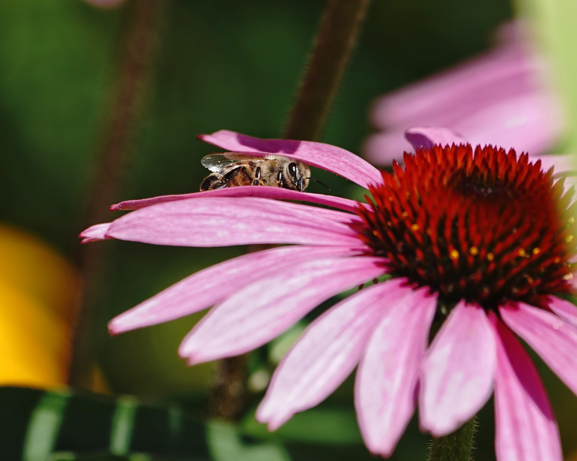 Honeybee on pink flower