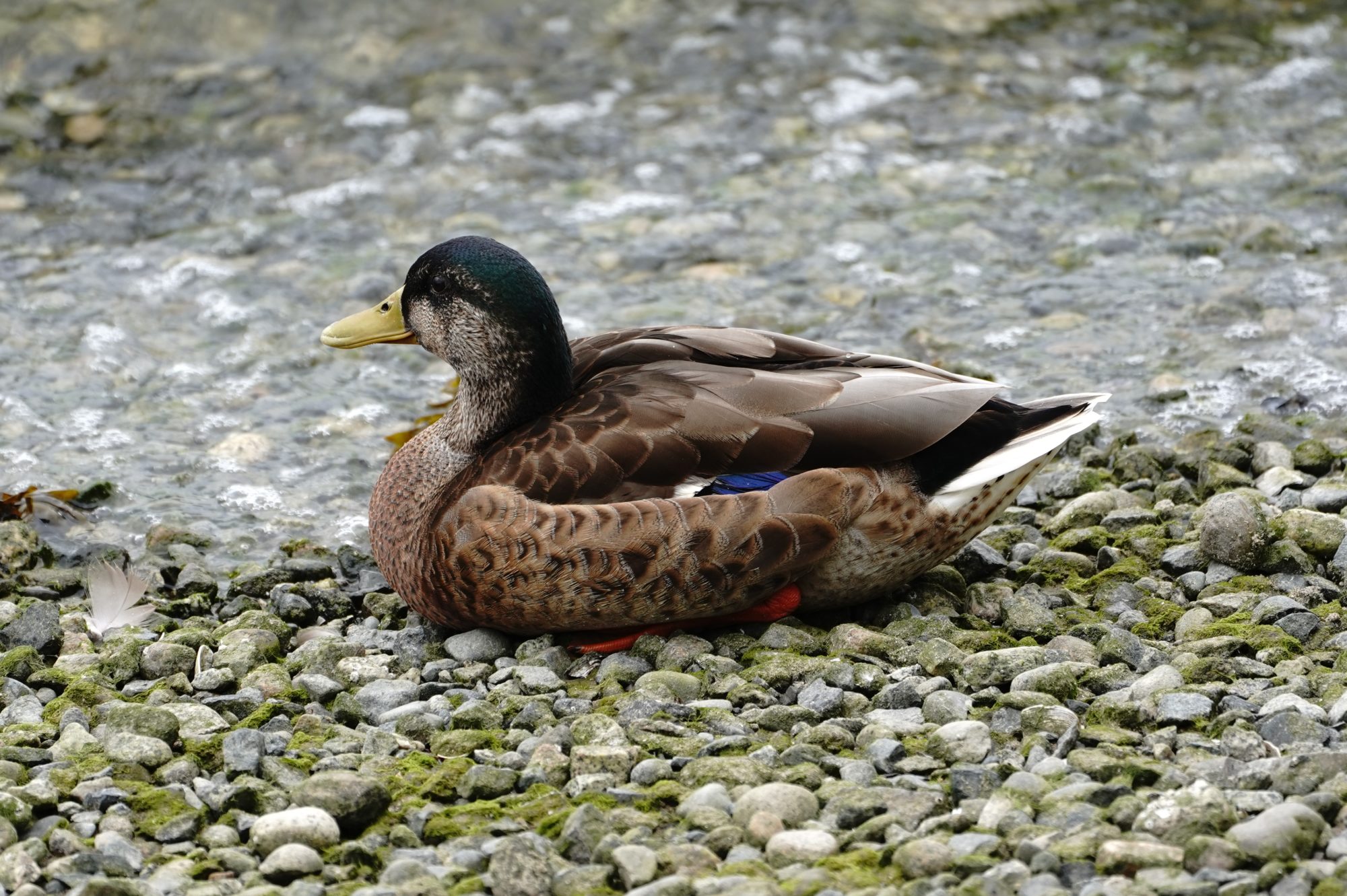 Mallard sitting