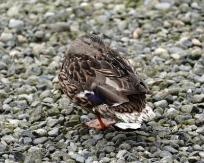 Mallard duck