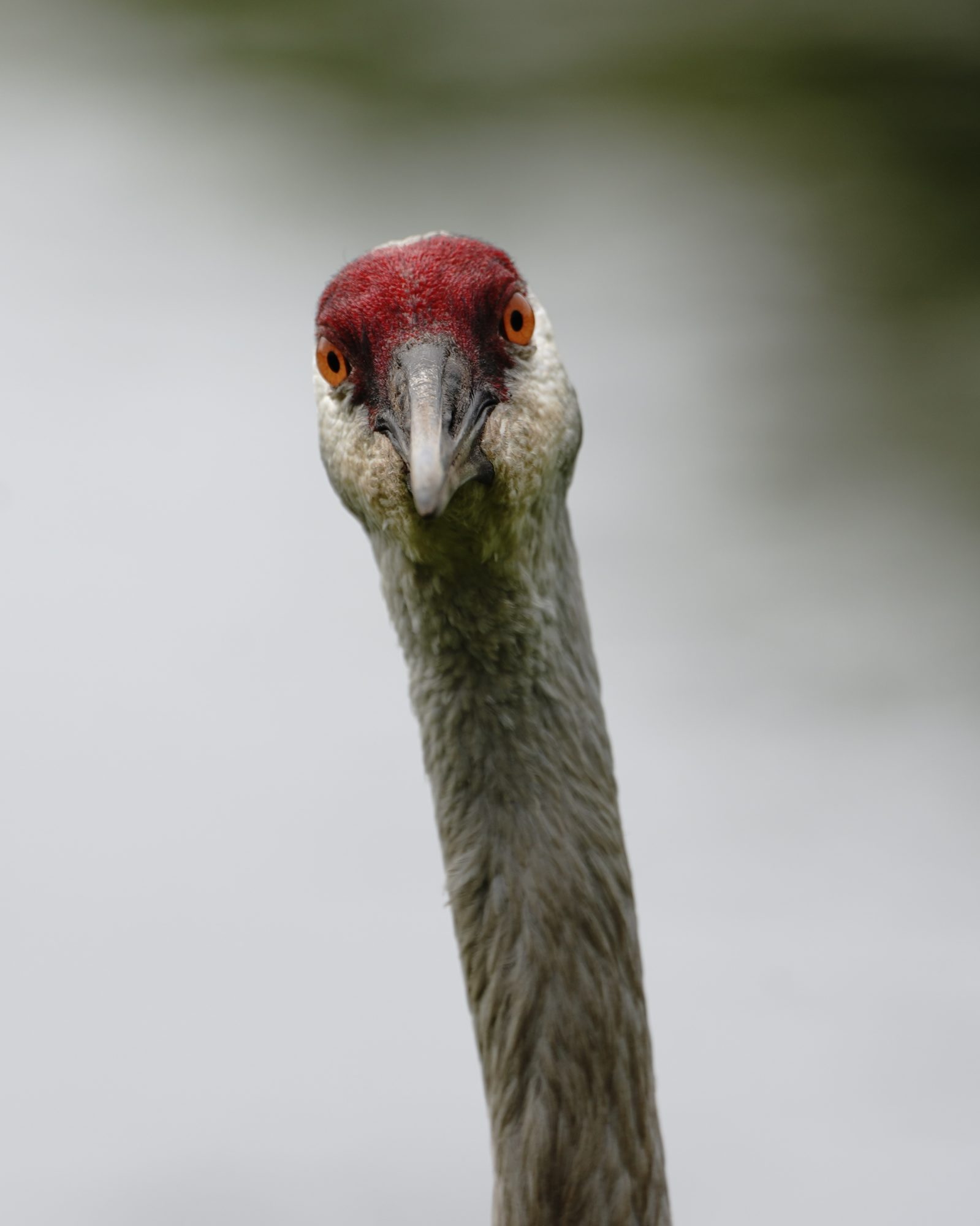 Sandhill Crane