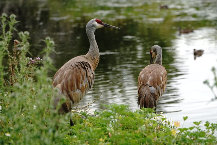 Two Sandhill Cranes