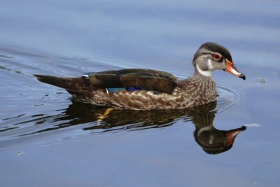 Wood Duck