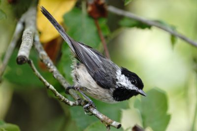 Black-capped Chickadee