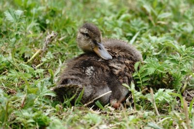 Mallard duckling