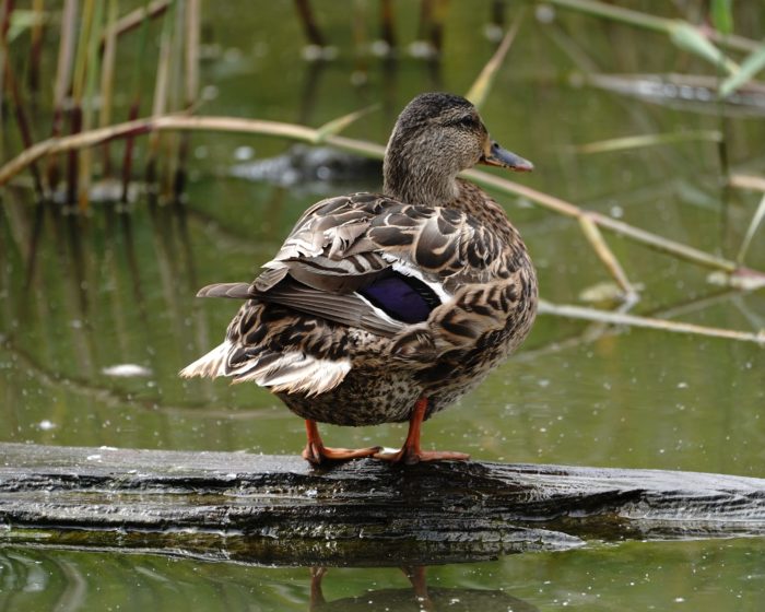 Mallard on a log