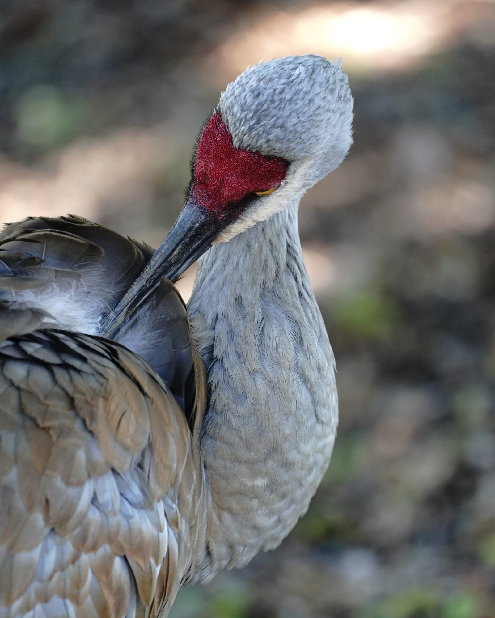 Sandhill Crane preening