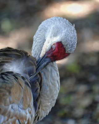 Sandhill Crane