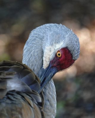 Sandhill Crane