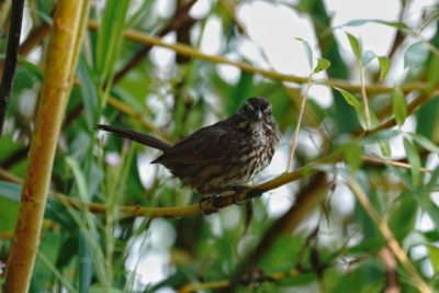 Song Sparrow