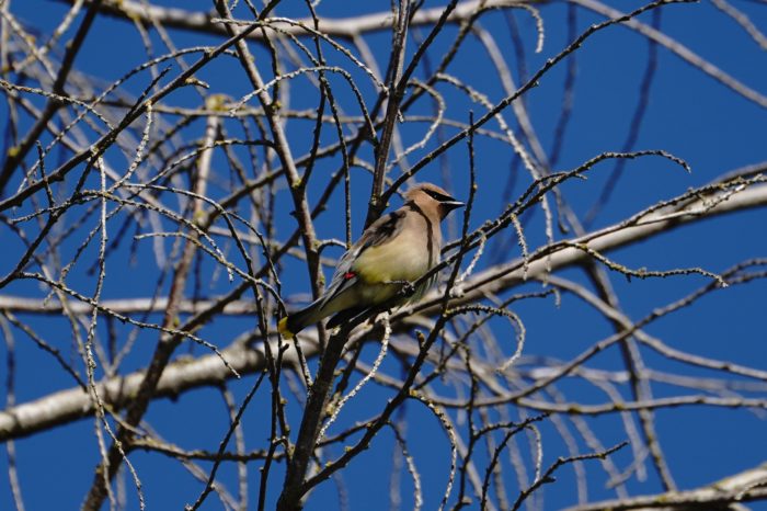 Cedar Waxwing