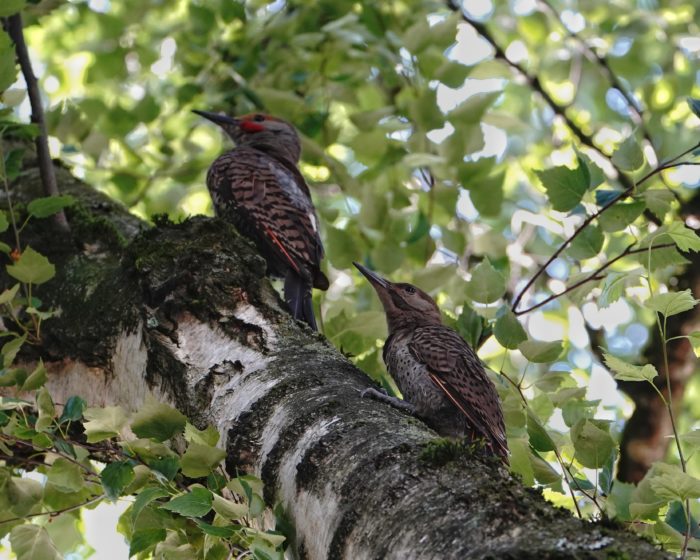 Two northern flickers