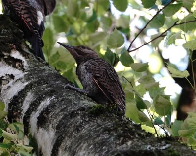 Northern Flicker